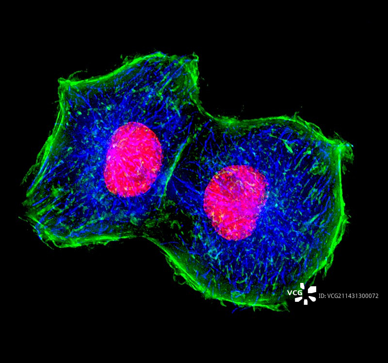 细胞分裂图片素材