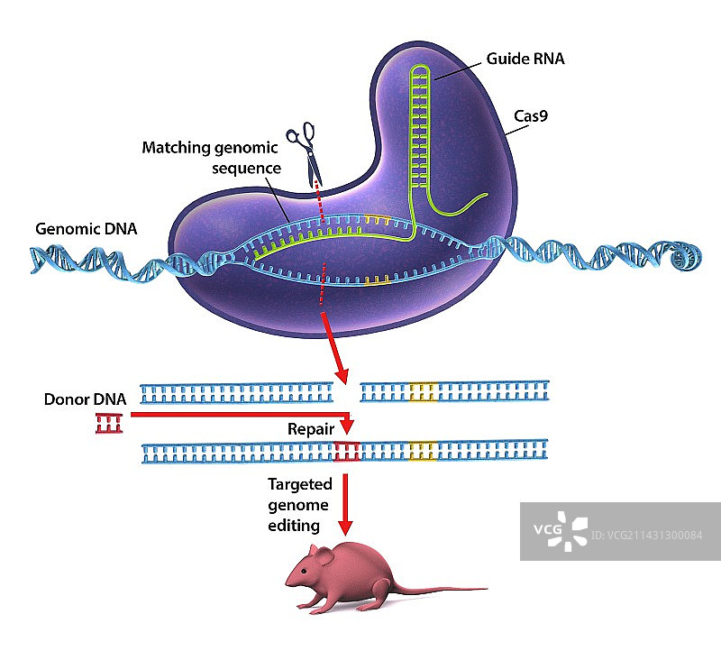 CRISPR-Cas9基因编辑示意图图片素材
