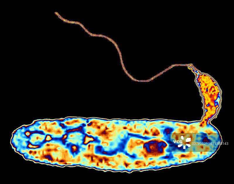 噬菌弧菌图片素材