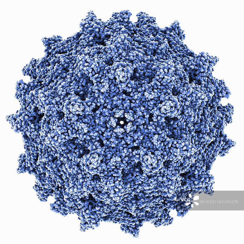 腺相关病毒衣壳图片素材