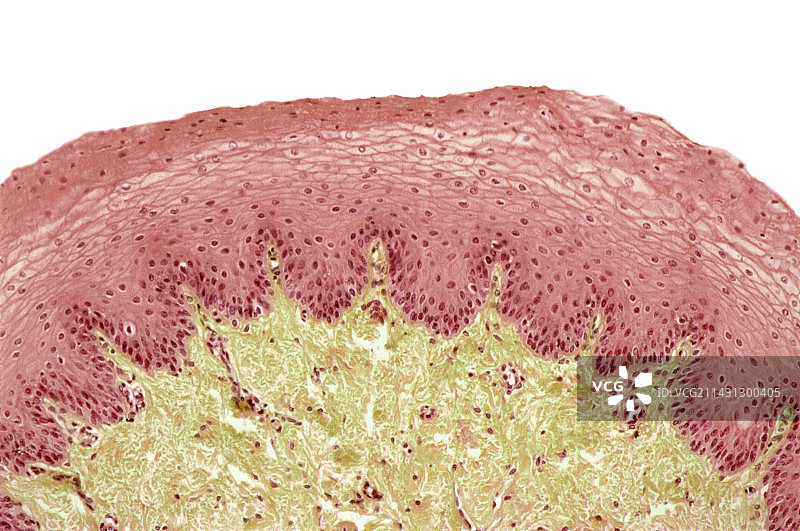 食道壁显微照片图片素材