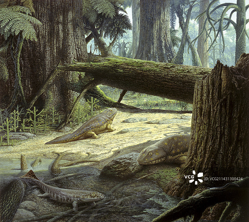 棘螈和鱼石螈四足动物插图图片素材