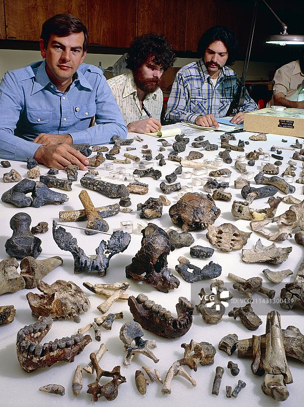 古人类学家唐纳德·约翰逊图片素材