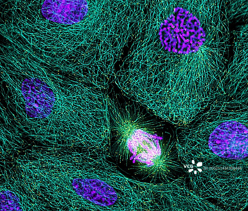 有丝分裂图片素材