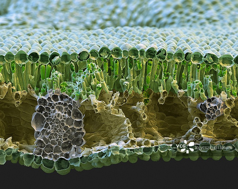 芋头叶结构，扫描电镜图片素材