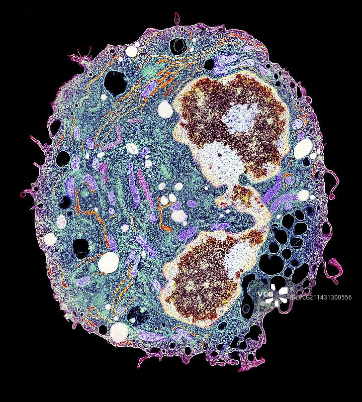 白细胞透射电镜图图片素材