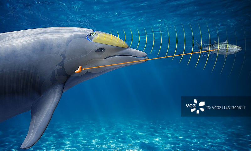 海豚回声定位插图图片素材