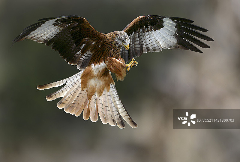 红色的风筝图片素材