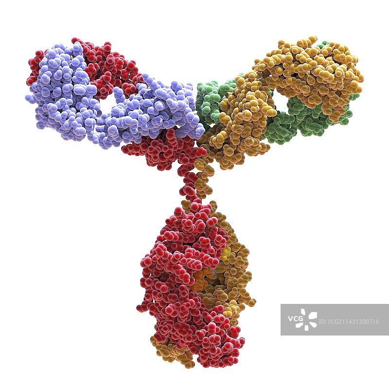免疫球蛋白G抗体分子图片素材