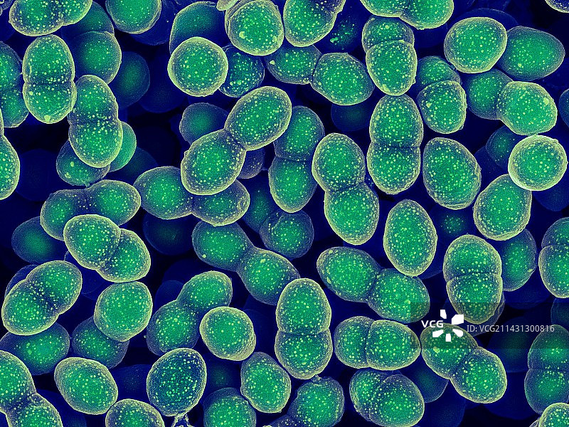 粪肠球菌细菌，扫描电镜图片素材