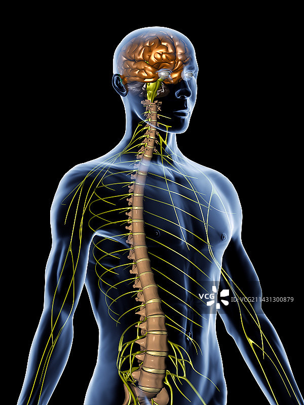 神经系统图片素材