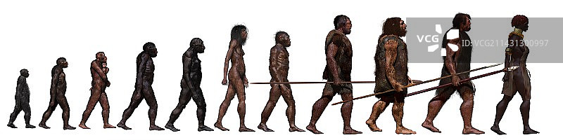 人类进化阶段插图图片素材