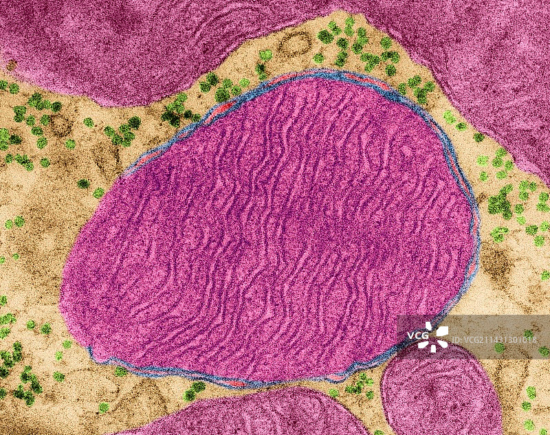 心肌细胞线粒体，透射电镜图片素材