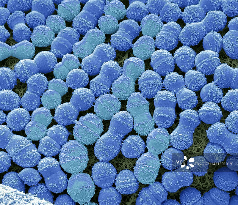 变形链球菌扫描电子显微镜图像图片素材