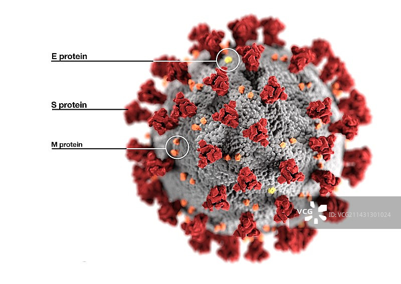 新冠病毒颗粒插画图片素材