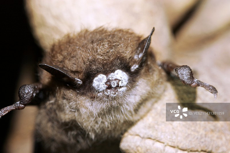 蝙蝠的白鼻综合征图片素材