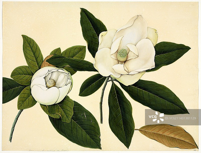 19世纪的玉兰花艺术品图片素材