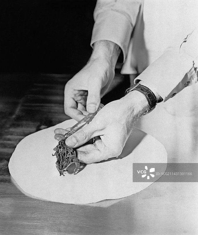 20世纪50年代的青蛙妊娠试验图片素材