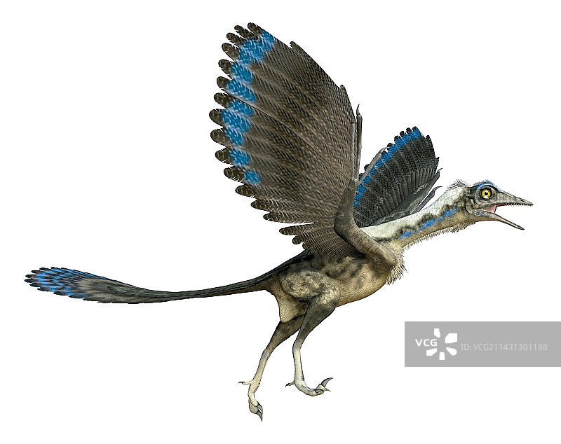 始祖鸟插图图片素材