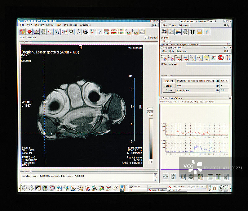 狗鲨下颚的MRI扫描图片素材
