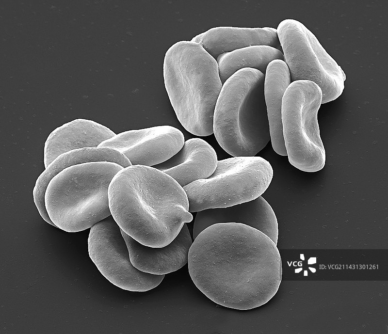 红细胞扫描电子显微镜图像图片素材