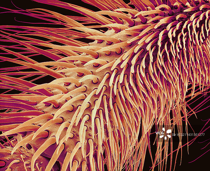 蜜蜂毛发扫描电镜图图片素材