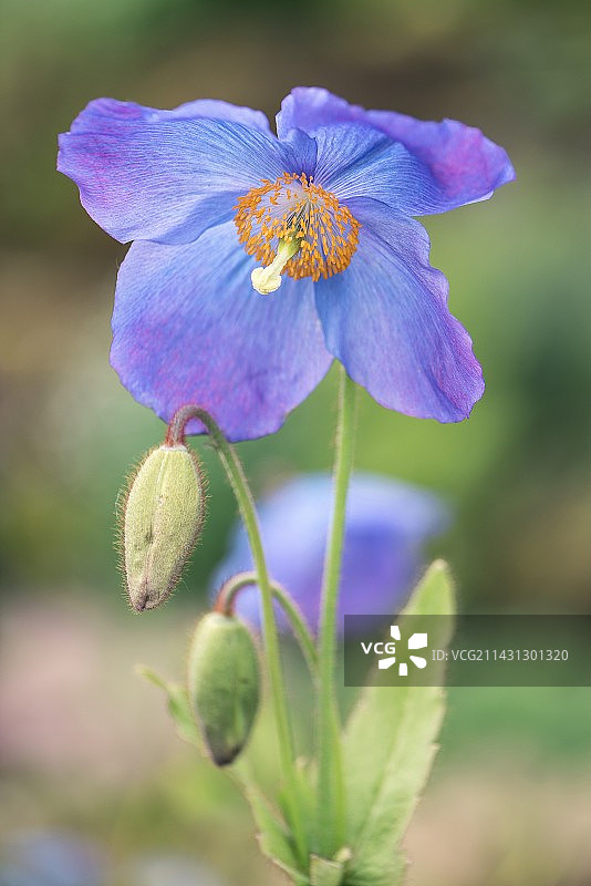 绿绒蒿（乔治·谢里夫组）“苏珊的奖励”图片素材