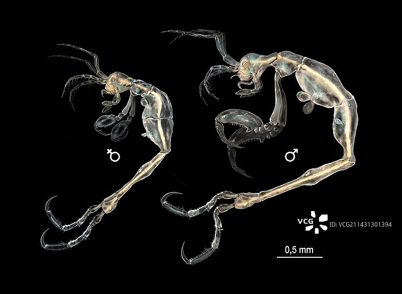 骨骼虾图片素材