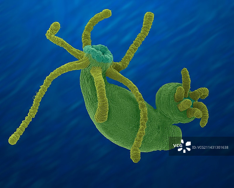 水螅的无性繁殖（刺胞动物），扫描电镜图片素材