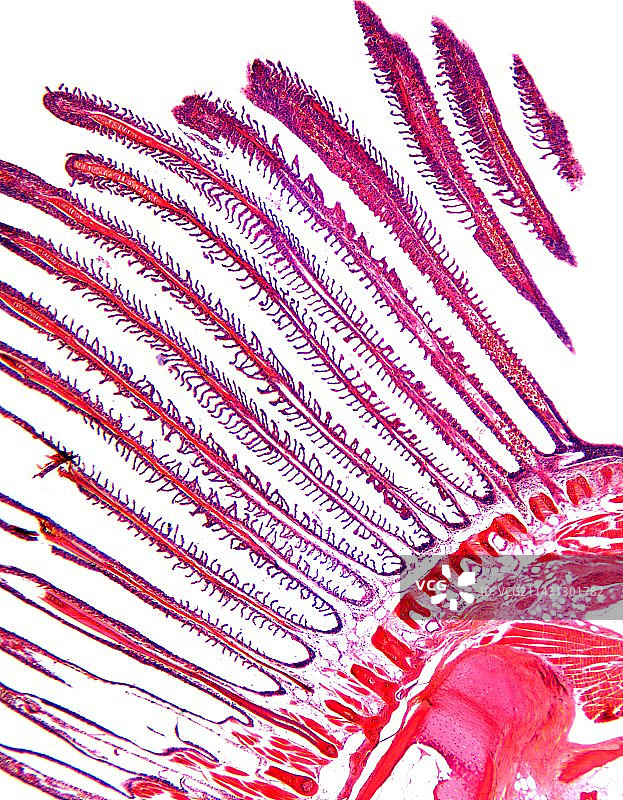 狗鱼鳃部显微照片图片素材