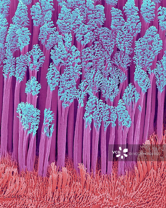 壁虎脚毛（半蹼壁虎），扫描电镜图片素材