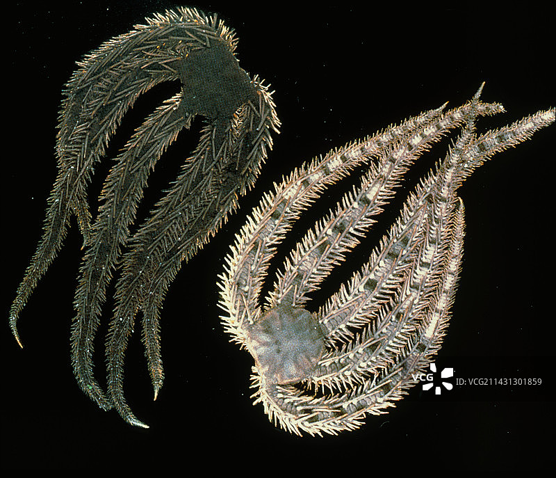 阳遂足图片素材