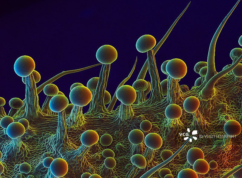 大麻叶表面扫描电镜图图片素材