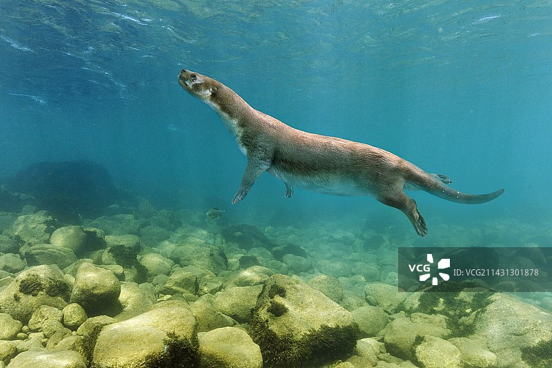 普伊拉步行海豹插画图片素材