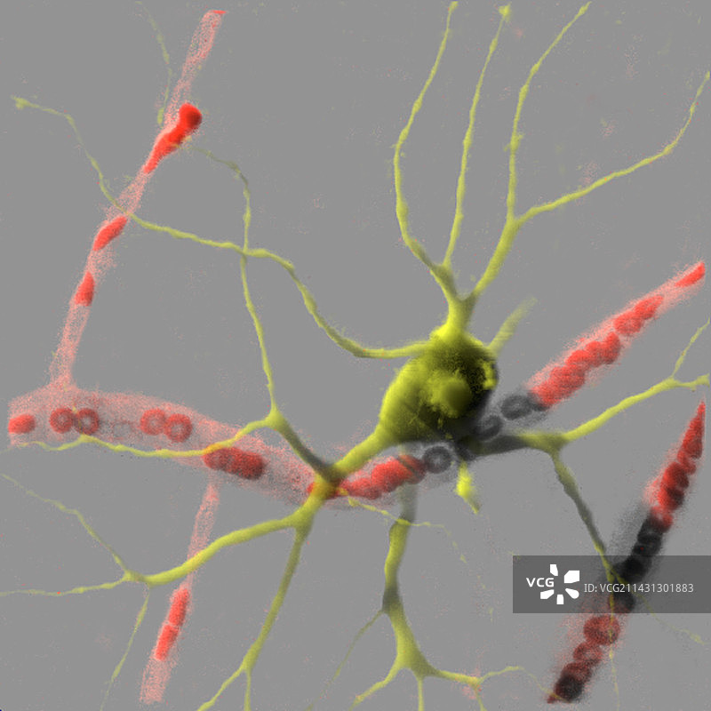 神经细胞图片素材