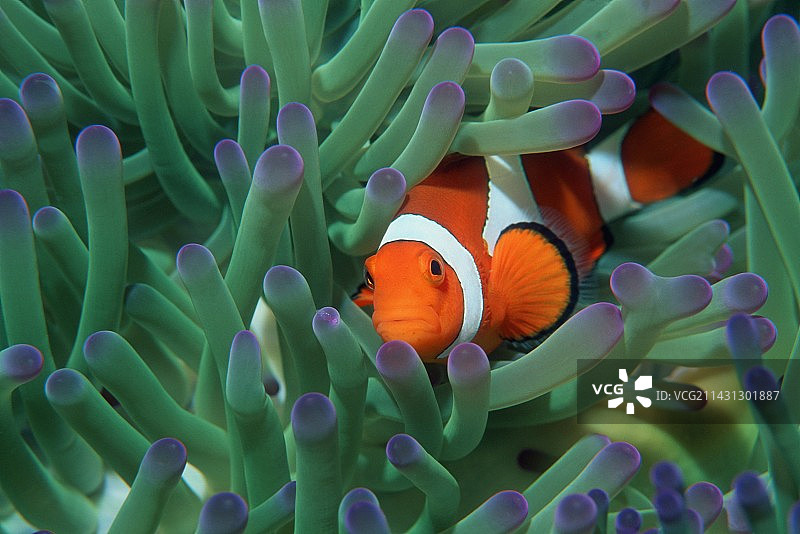 西部小丑海葵鱼图片素材