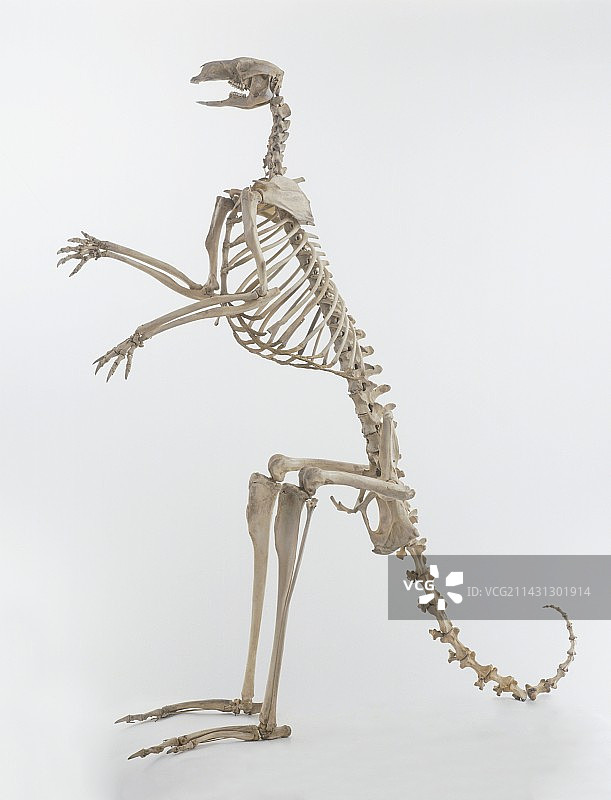袋鼠骨骼侧视图图片素材