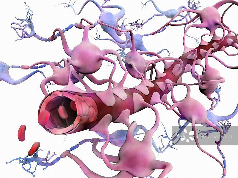 血脑屏障，图示图片素材