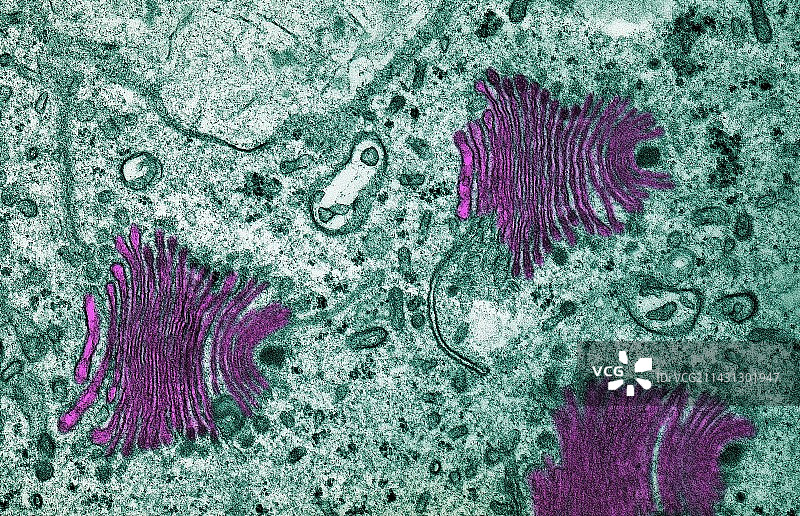 高尔基体，透射电子显微镜图片素材
