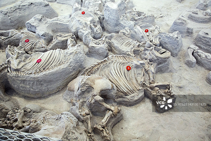 灰烬化石床化石图片素材