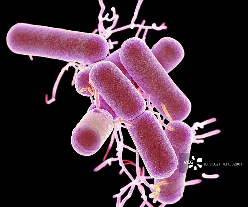 乳酸杆菌（扫描电子显微镜）图片素材