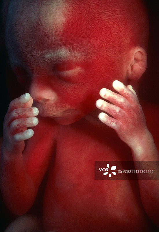 19周大的男性胎儿面部和上半身图片素材