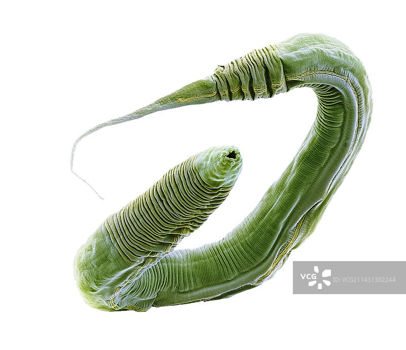 秀丽隐杆线虫扫描电镜图图片素材