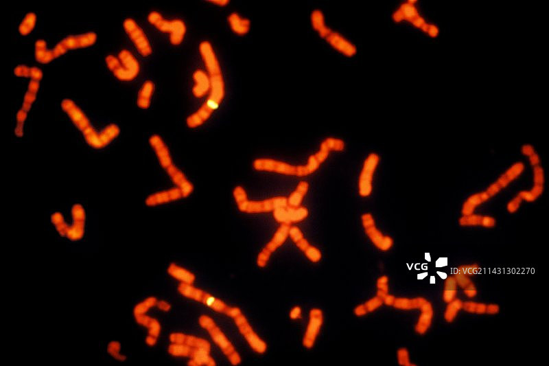 鱼的染色体显微照片图片素材