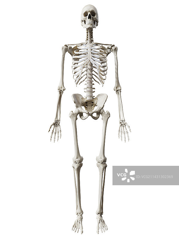 人体骨架，插图图片素材