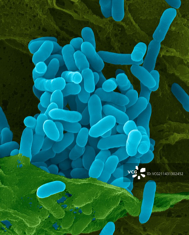 类鼻疽假单胞菌，SEM图片素材