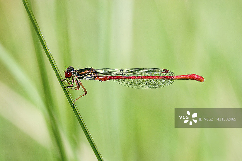 小红色豆娘图片素材