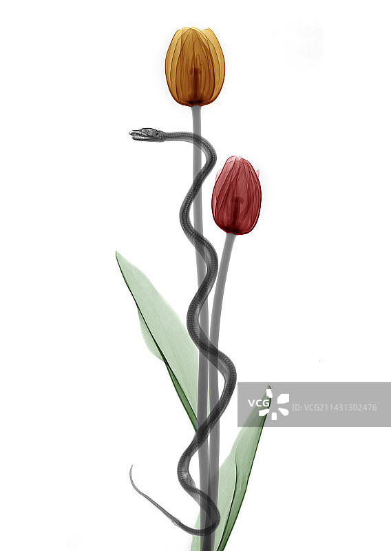 阿斯克勒庇俄斯之杖概念X光片图片素材