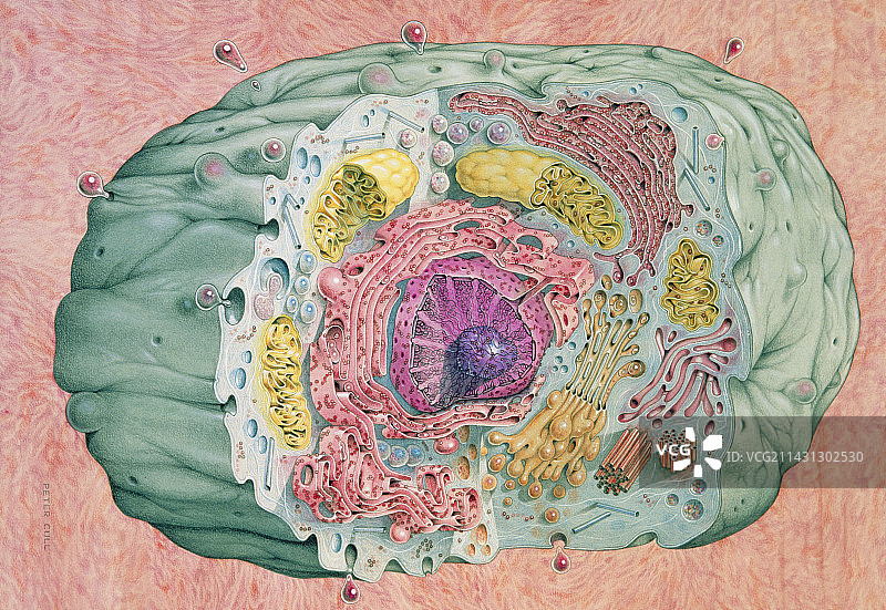 具有内部视图的动物细胞插图图片素材