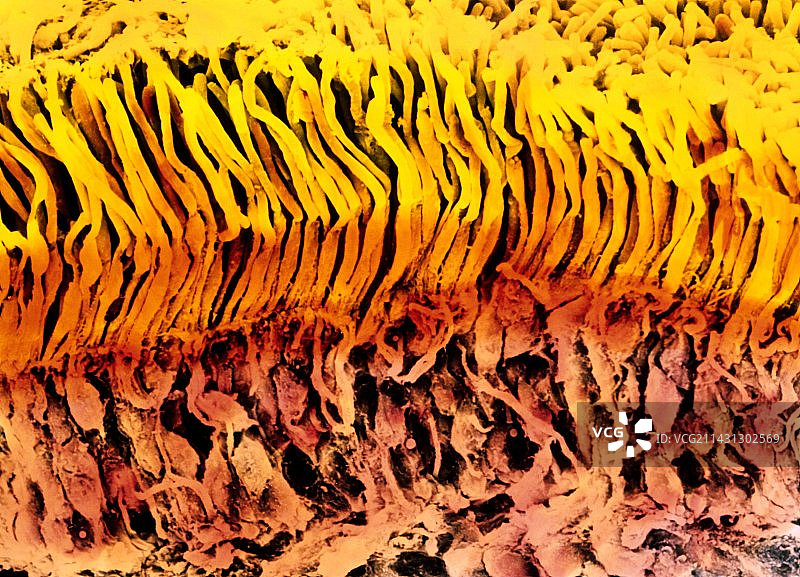 人视网膜切面的彩色扫描电镜图图片素材